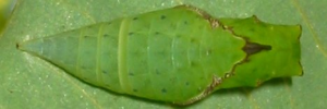 Pupae Top of Green Spotted Triangle - Graphium agamemnon ligatus
